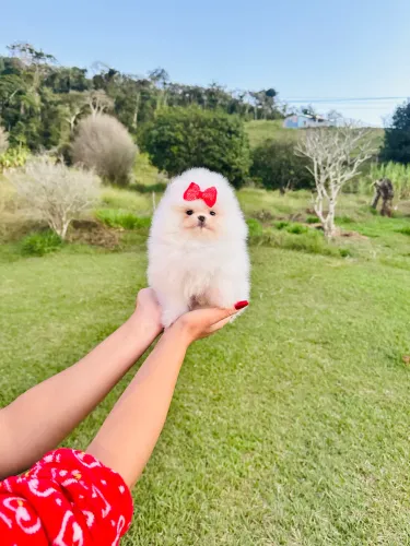 LULU DA POMERANIA URSINHO!!!