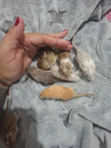 Vendo filhotes de gerbil  puros