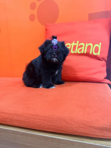 ? SHIH TZU FÊMEA À VENDA! ?