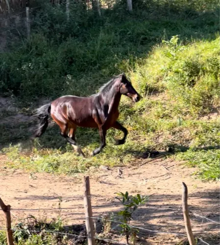 Cavalo Castrado Marcha Picada 9  Anos ( Somente Venda)