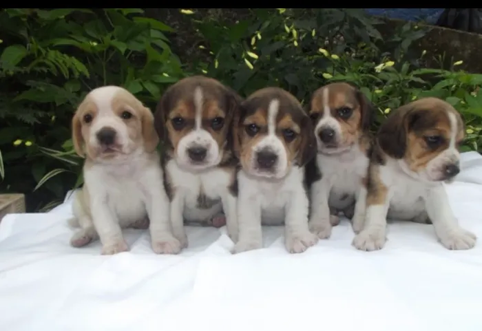Beagle tricolor, bicolor 