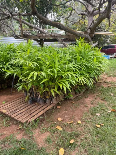 Muda Açaí BRS Pai D?égua 