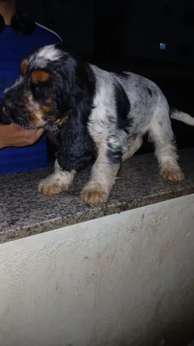 Últimas unidades de filhotinhos de Cocker Spaniel perfeito para presente de natal!!
