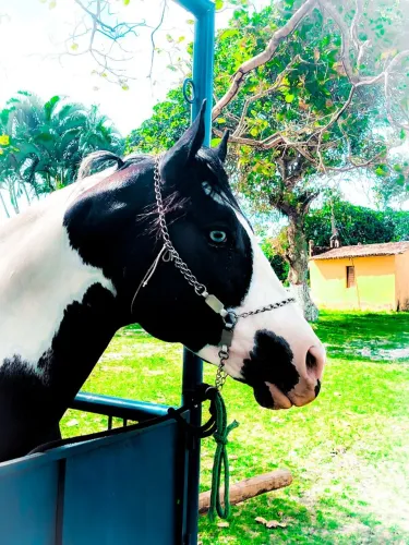 O Garanhão Preto Pampa Mais Raro do Brasil