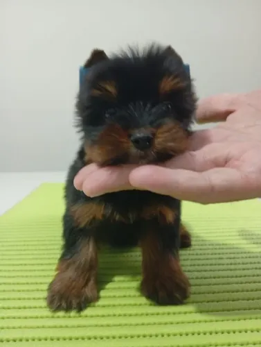 YORKSHIRE MACHO Cãezinhos Que Parecem de Pelúcia