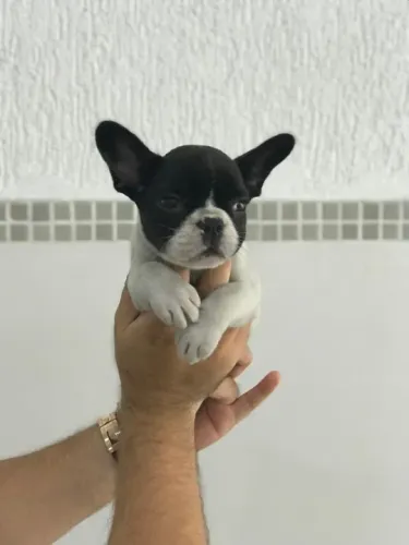 Bulldog francês machinho - Cães de alta linhagem, adquira de loja física - Venâncio