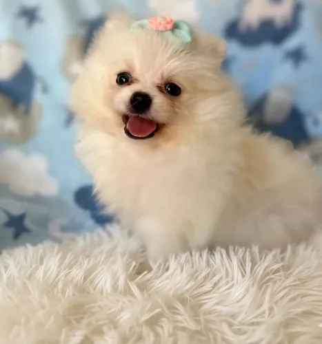 Spitz Alemão. Uma sapequinha super alegre!