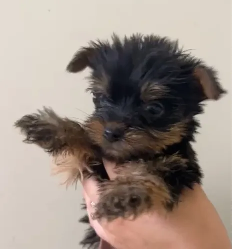 Yorkshire Terrier - Fofura Garantida!