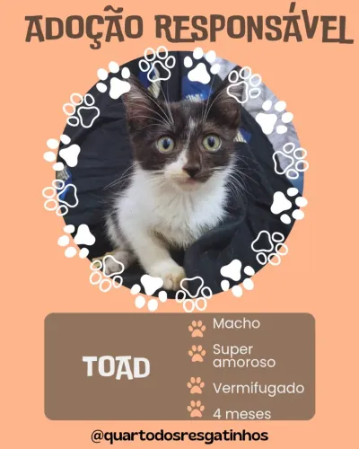 Gatinho macho 4 meses
