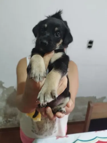 Doação de filhotinhos