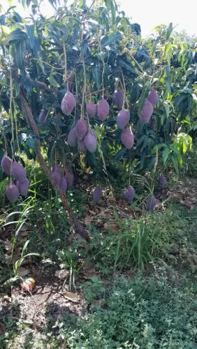Vende-se 2 hectares de manga Palmer