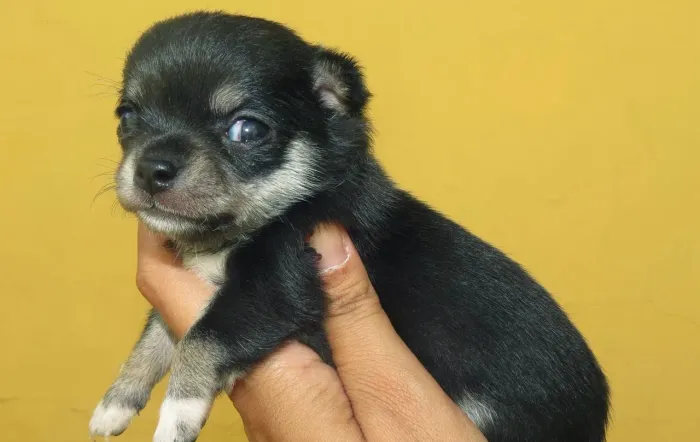 Filhotes de chihuahua disponíveis
