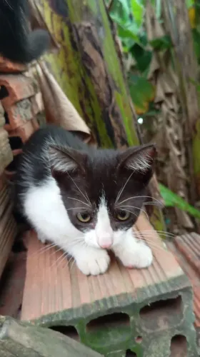 Adote um gato
