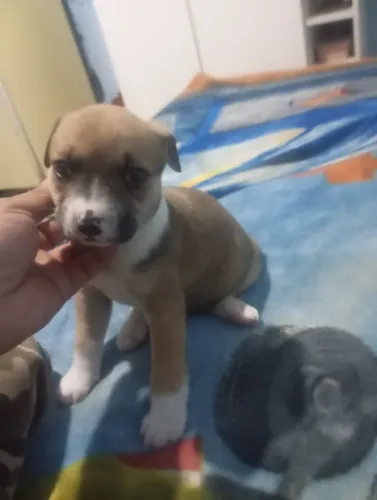 Vendo filhote de Pit Bull foto pai e mãe