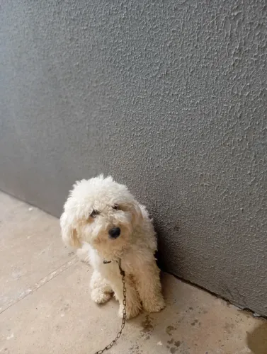 Vedo poodle 