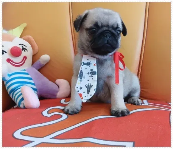 Filhote Pug Preta, Abricó e Branco, Macho e Fêmea. Com Pedigree.