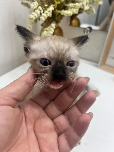 Doação de gatinhos
