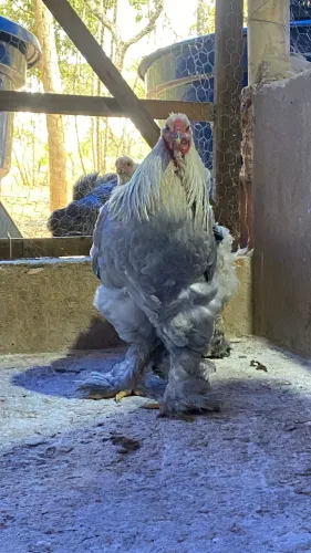 Casal Brahma Isabela