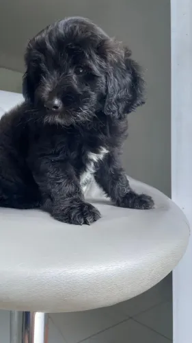 Cachorro macho 
