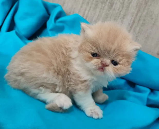Lindo machinho de gato persa disponível para reserva