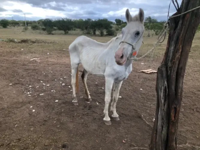 Égua a venda