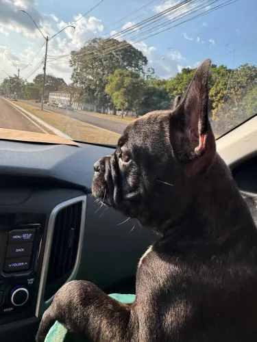 Buldogue francês macho