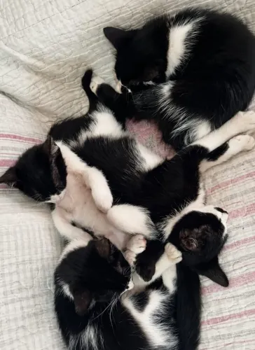 Gatinhos Frajolas Para Adoção 