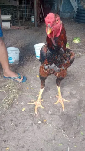 Galo índio gigante
