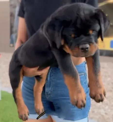 ROTTWEILER MACHOS E FÊMEAS DISPONÍVEIS