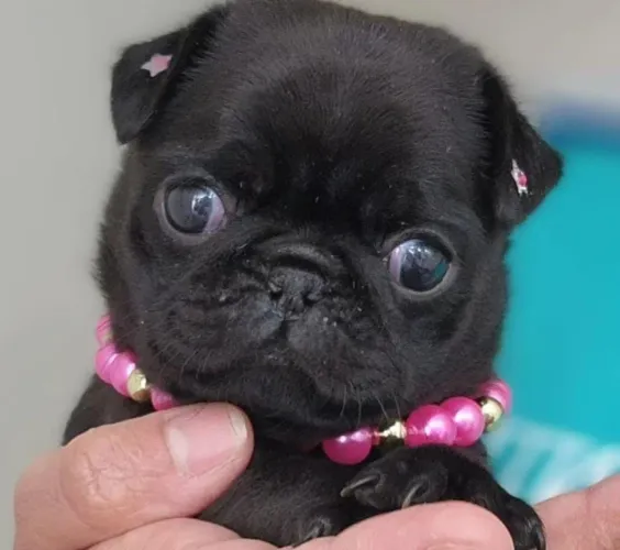 Vende-se mini pug fêmea