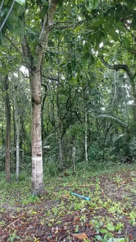 Terreno 