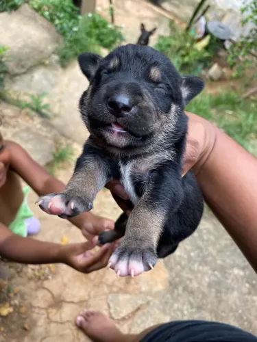 Cachorros para doação