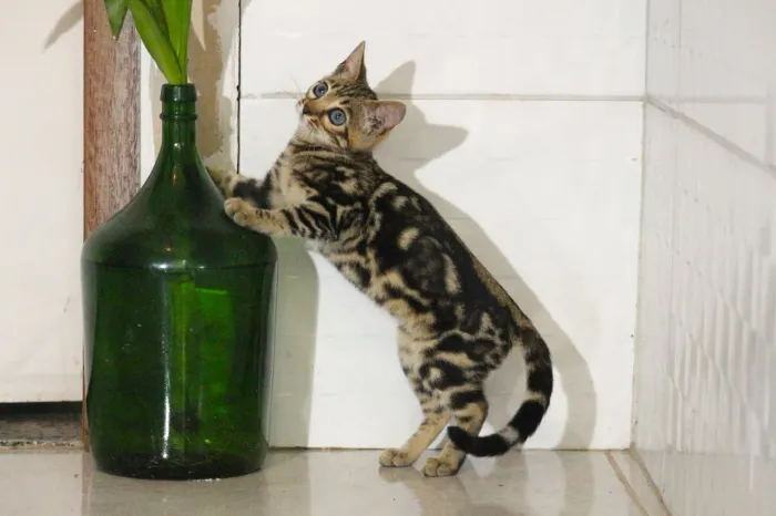 Bengal fêmea filhote