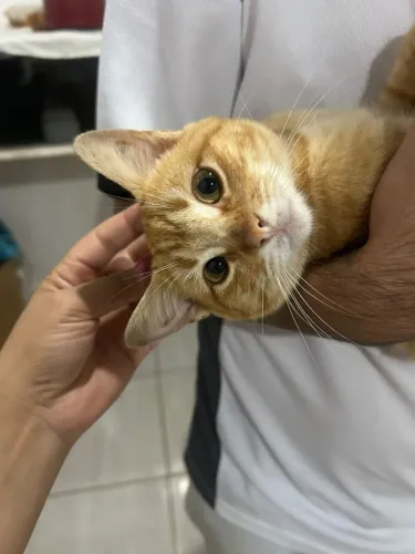 DOAÇAO Gatinho amarelo macho