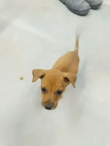 Doação de um cachorrinho