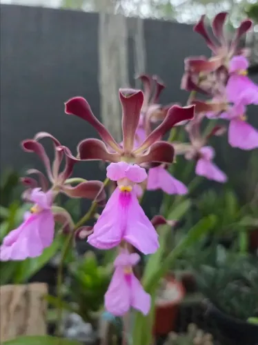 Encyclia cordigera 