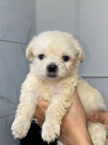 Poodle