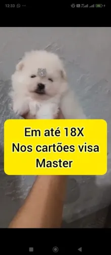 Machinho spitz 