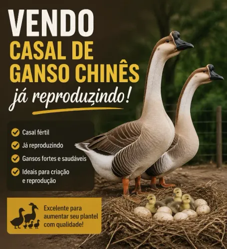 ganso