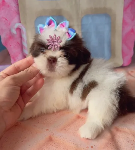 Shih Tzu Fêmea ( Venda) @pets.encantados_