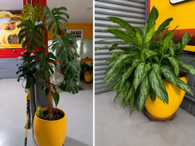 Vendo vaso com plantas