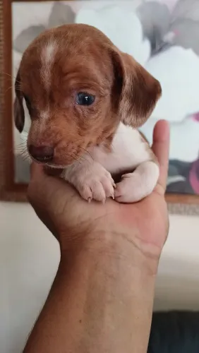 Filhote de basset ( pronto pra entrega)