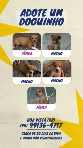 Adoção de filhotes ?