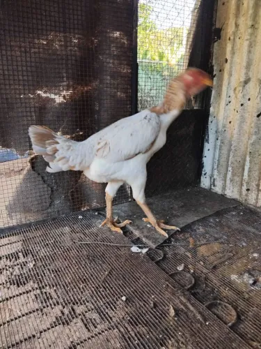 Vendo uma franga malaio nacional