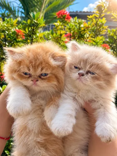 ? Últimos filhotes de gato persa disponíveis! ?