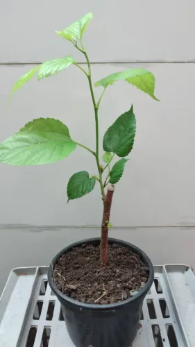 Muda de Amora já produzindo - pode plantar em vaso