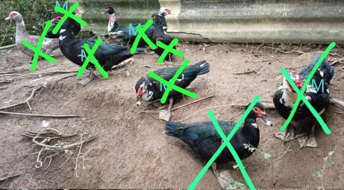Vendo patos