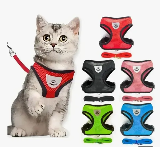 Cólera para gato