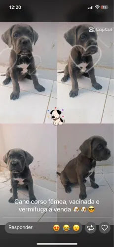 Cane corso Fêmea à venda (vacinada e vermifugada)