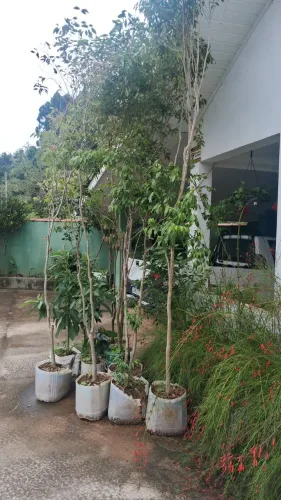 Vendo mudas de jabuticaba